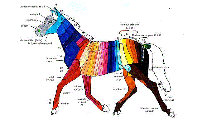 Dermatome Map