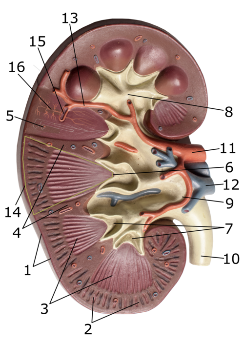 kidney
